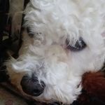 Barney Campbell - @barneyddog343 - Instagram