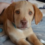 Barney Cannon - @cockerdor_cannon - Instagram