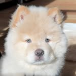 Barney 🐾 - @the_chow_barney - Instagram