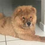BARNEY 🦁🐾 - @barneychow9 - Instagram
