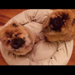 Barney And Bertha - @barney.bertha.chows - Instagram