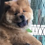 Barney - @barney.chowchow - Instagram