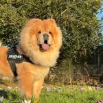 Barney🧸🐾 - @barney.thechow - Instagram
