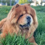 Barney - @barney_the_chowchow - Instagram
