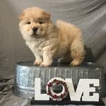 Barney - @barney_thechowchow - Instagram