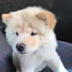 Barney - @barneychow_chow - Instagram