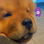 Barney - @barneythechow2020 - Instagram
