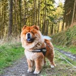 Barney bear - @barneybearchow - Instagram