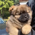 Barney bear - @barneythebearchow - Instagram