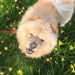 Barney Bear - @barneythechowbear - Instagram
