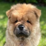 Barney Bear 🐻 - @mrbarneybear.thechow - Instagram