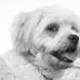 Barney Chow - Facebook