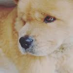 barney - @chow_barney - Instagram