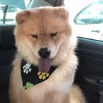 Barney Chow Chow - @barneychowchow2 - Instagram