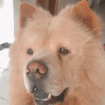 Barney - @chowchow_barney - Instagram