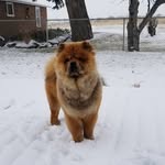 Barney - @great.chow.barney - Instagram