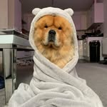 Barney Harrison - @barney_bear_chow - Instagram