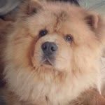 Barney Mee-Bishop🐻 - @chowchowbarney - Instagram