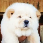 Barney - @mr.barney.chow - Instagram