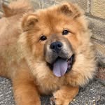 Barney Rose the Chow Chow 🐾 - @barneyrose_chowchow - Instagram