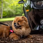 Barney The Chow - @barney_the_chow - Instagram