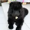 Barney The Chow - @barneythefloofybear - TikTok