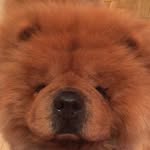 Barney the Chow - @barneythechow - Instagram