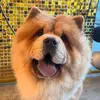 Barney the Chow - @barney_thechow - TikTok