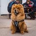 Barney The Chow - Facebook