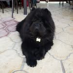 Barney The Chow 🖤🐼 - @barney_the_bear - Instagram