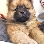 Barney The Chow Chow - @thebarneyy - Instagram