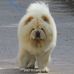 Barney The Chow Chow - Facebook