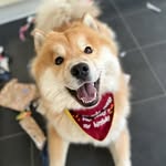 BarneyBear - @barney.the.chowski - Instagram
