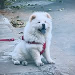 @barneychow_ - Instagram