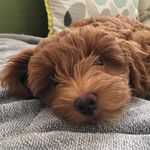Barney - @barneysherlockholmes - Instagram