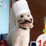 Barney The Dog - @barneyholmesdog - Instagram