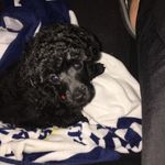 Barney Bear Lewis - @barney_bear16 - Instagram