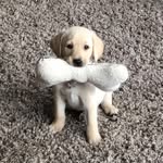 Barney - @barney_rubble_rowe - Instagram