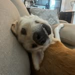Barney Remi Sanders🐾 - @barneythebigyellowdog - Instagram