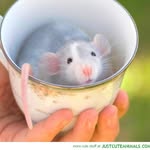 Dr. Barney Sanders - @thescience.ratts - Instagram