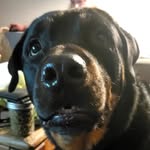 Robert - @_barneysanders - Instagram