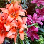 Barrett Sullivan - @bigsquidbegonia - Instagram