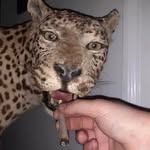Barronking - @barronking_shitpost2 - Instagram