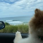 Barry Alemán 🐾 - @barryal05 - Instagram