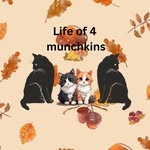 Barry, Arthur, Lola & Matilda - @lifeof4munchkins - Instagram