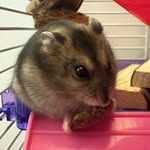 Miss Gussie🐹💅🏼🎀💖🌸💕 - @augustinethornbarry - Instagram
