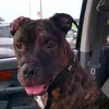 Bacon Barry - @bacon.barry2 - TikTok