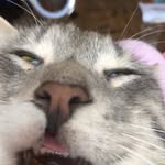 barrybacon_thecat - @barrybacon_thecat - Instagram