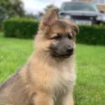 Barry Baggs GSD - @barry.baggs.gsd - Instagram