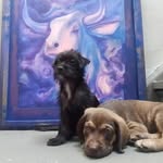 barry bailey - @dog_housed - Instagram